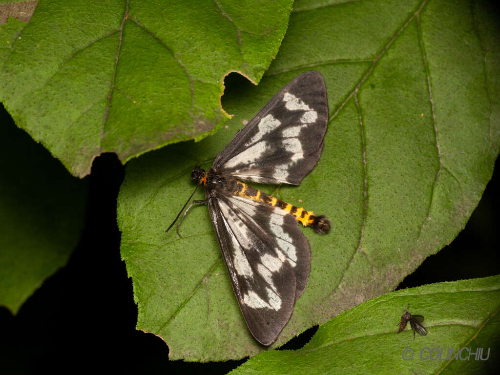 Image of Cystidia truncangulata Wehrli 1934