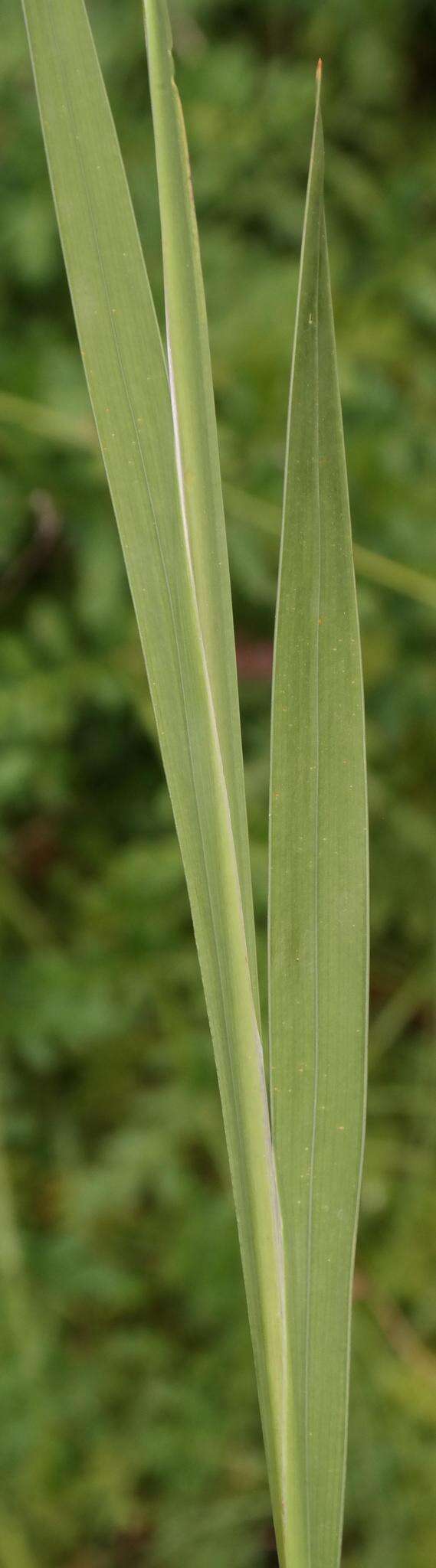 Image of Ixia longituba subsp. longituba