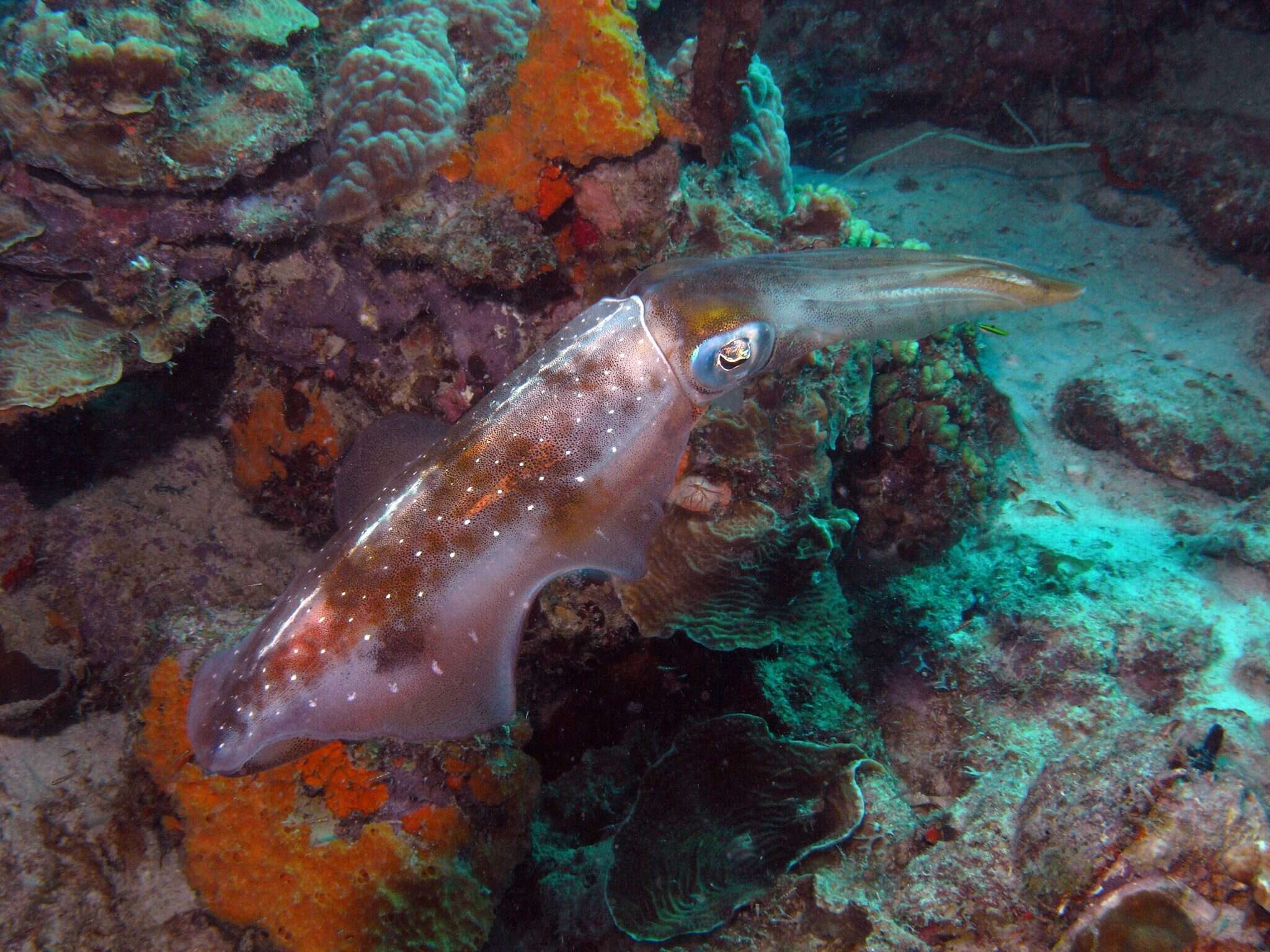 Image of Caribbean reef squid