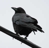 Image of Corvus brachyrhynchos caurinus Baird & SF 1858