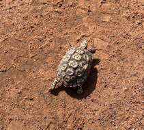 Image of Speckled tortoise