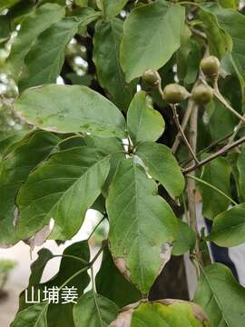 Sivun Vitex quinata (Lour.) F. N. Williams kuva