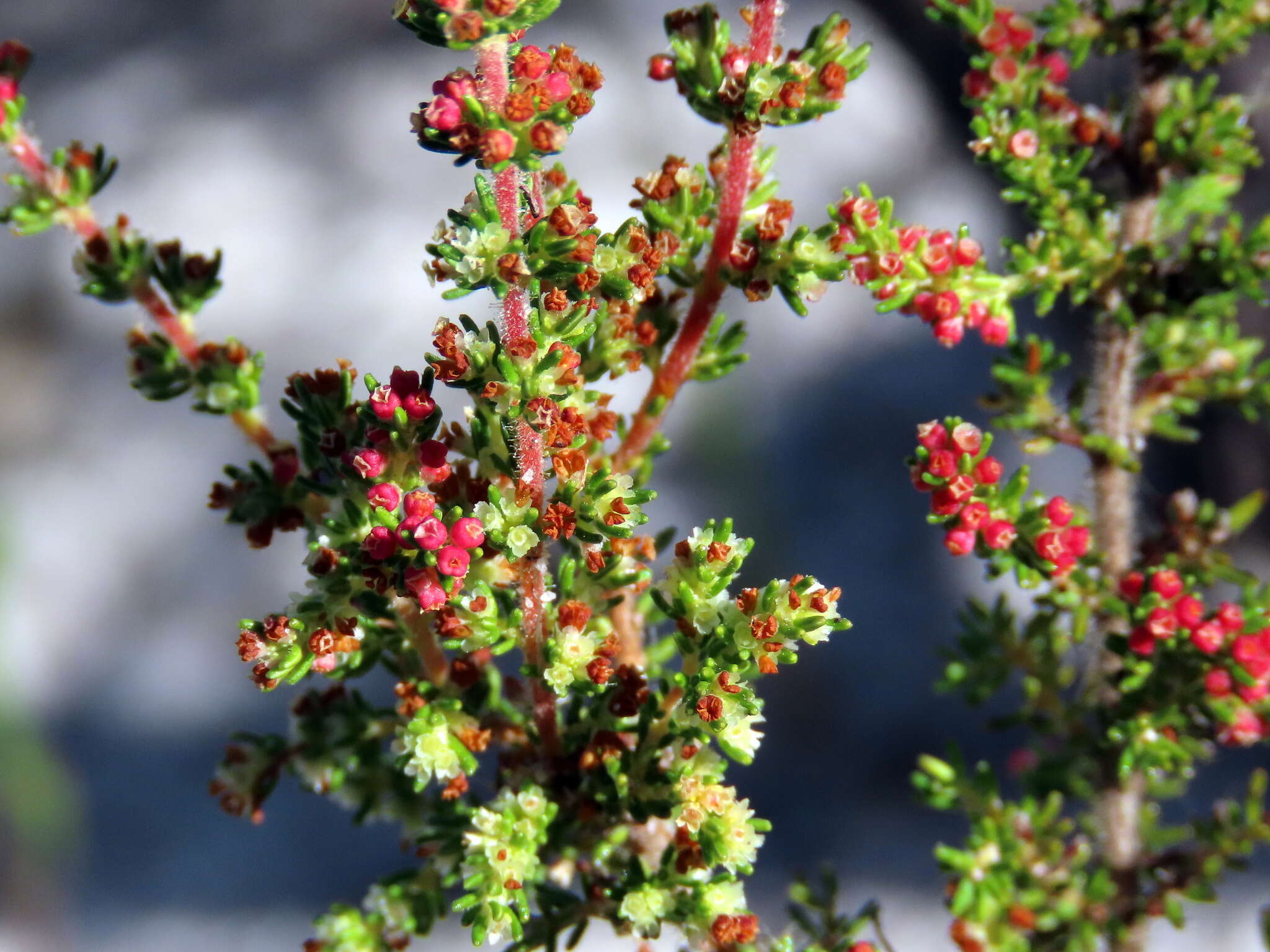 Image of Erica axillaris Thunb.