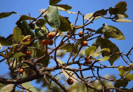 Image de Diospyros melanoxylon Roxb.