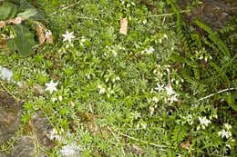 Image of Sedum monregalense Balbis