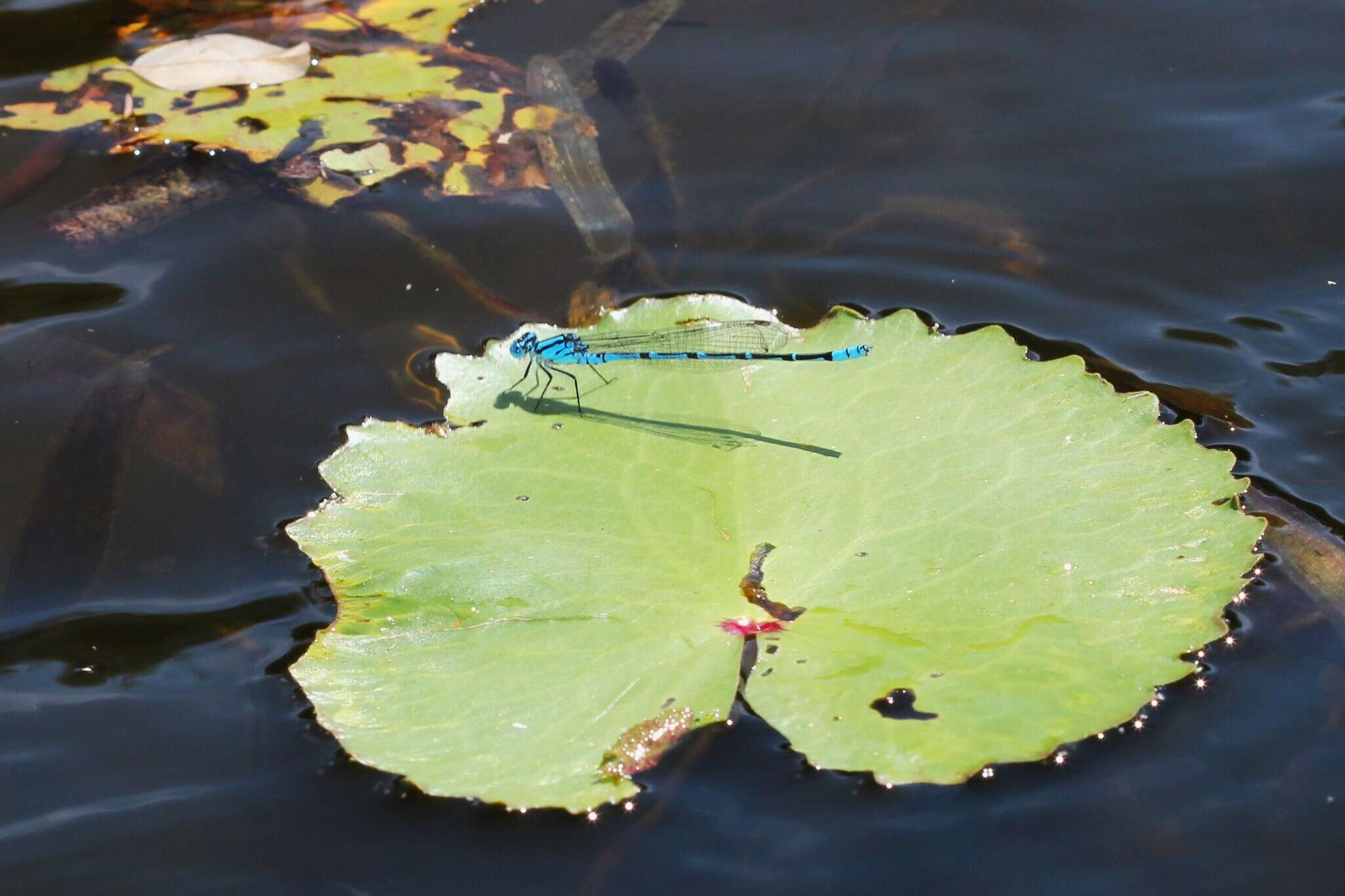 Imagem de Caliagrion billinghursti (Martin 1901)