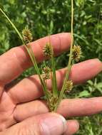 Image of pine barren flatsedge