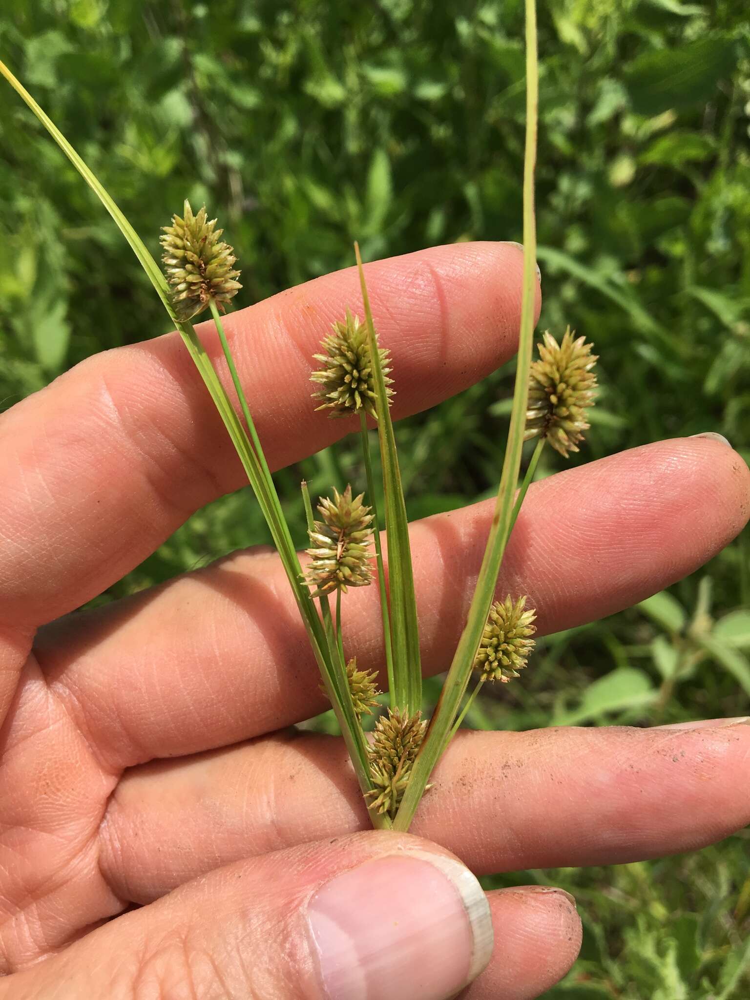 Image of pine barren flatsedge
