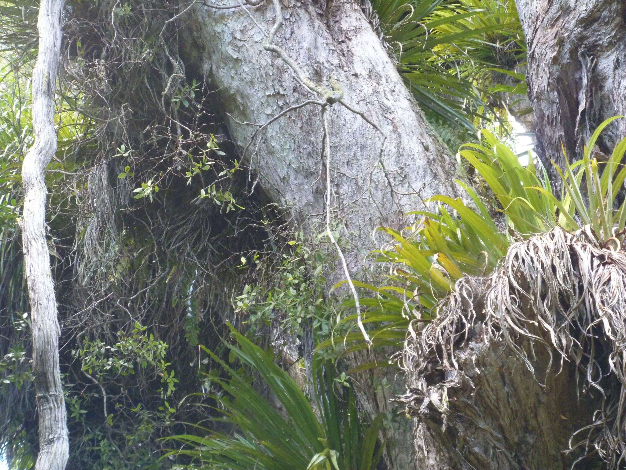 Sivun Pittosporum cornifolium A. Cunn. kuva