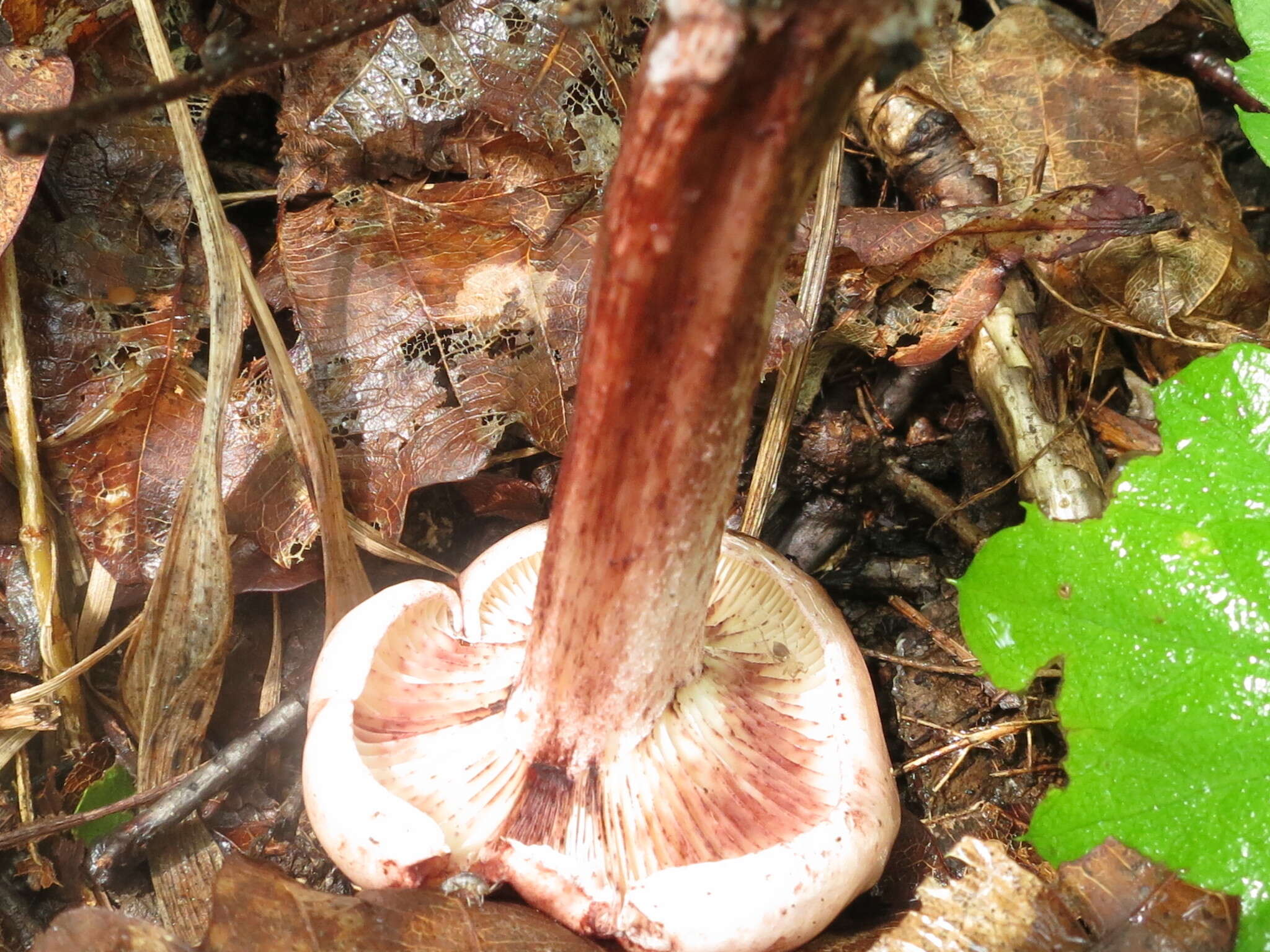 Image of Hygrophorus russula (Schaeff. ex Fr.) Kauffman 1918