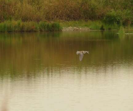 Image of Black Tern