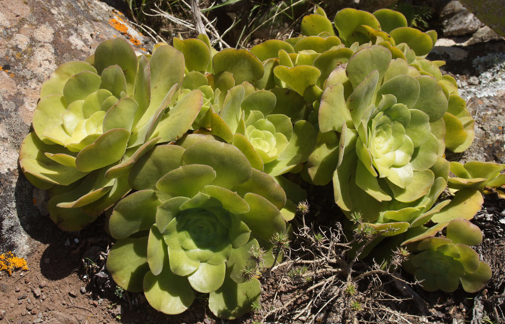 Image of Aeonium canariense (L.) Webb & Berth.