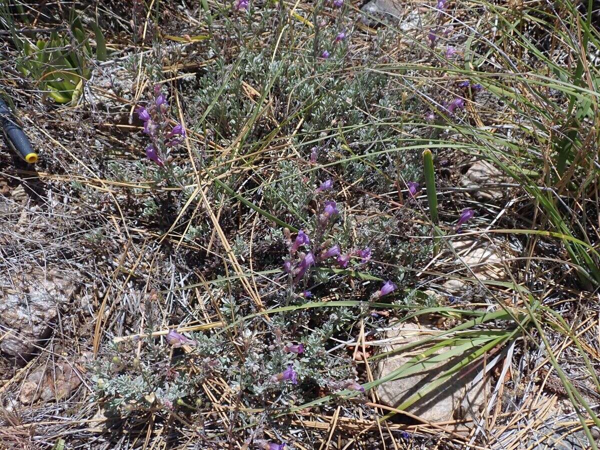 Image of California penstemon