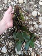 Image of Native Pondweed