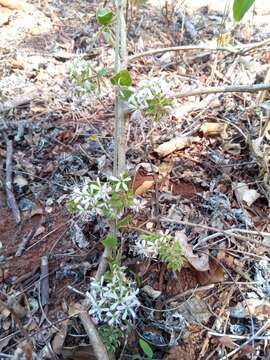 Image de Combretum albiflorum (Tul.) C. C. H. Jongkind