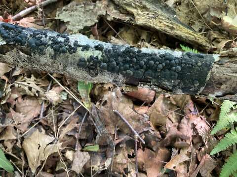 Image of Annulohypoxylon annulatum (Schwein.) Y. M. Ju, J. D. Rogers & H. M. Hsieh 2005