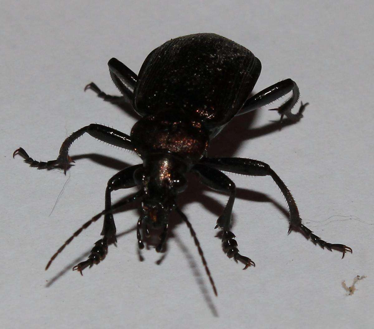 Imagem de Calosoma (Campalita) chlorostictum Dejean 1831