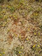 Image of ladies' false fleabane