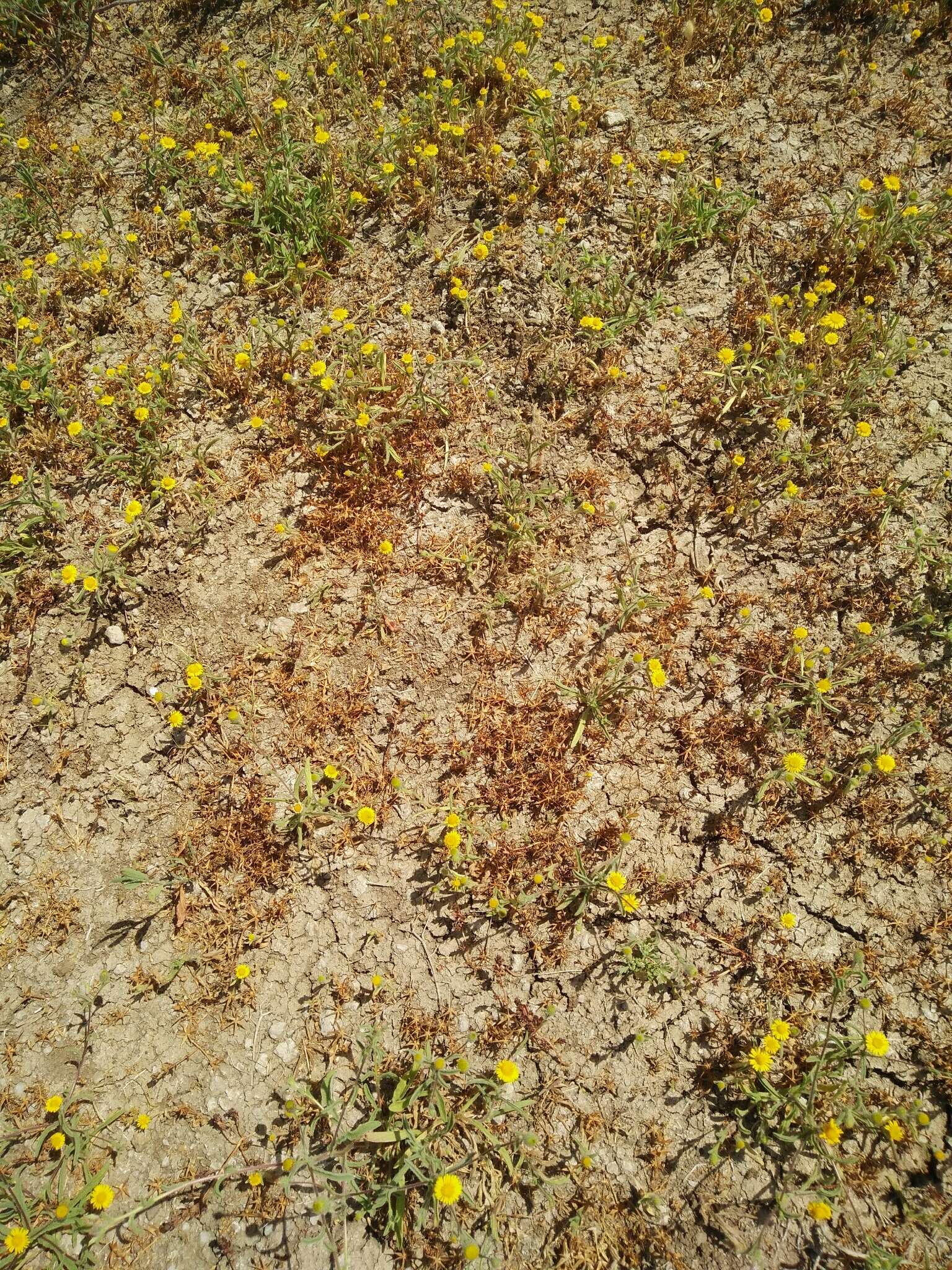 Image of ladies' false fleabane