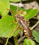 Image of Nomada imbricata Smith 1854