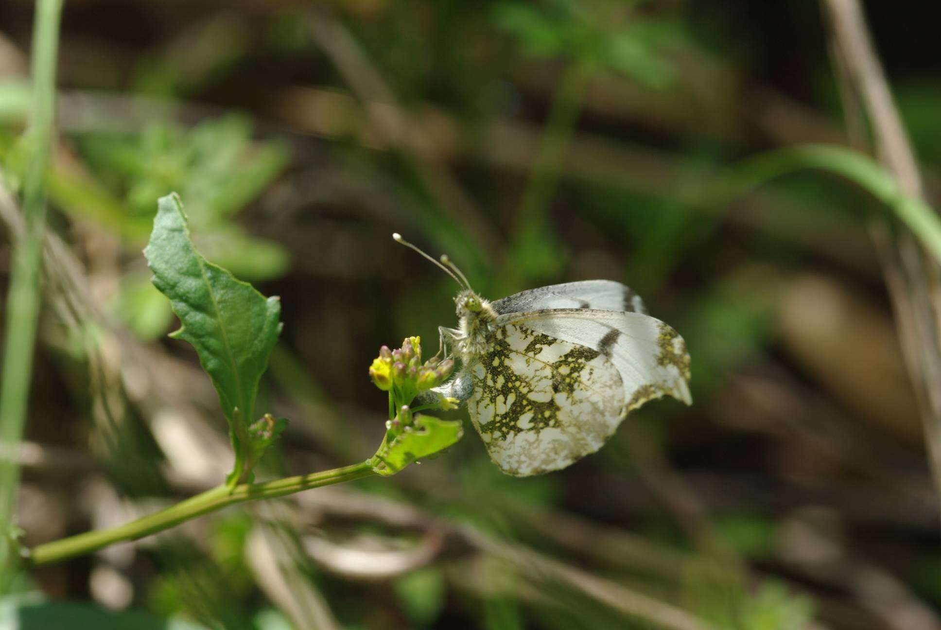 Imagem de Anthocharis scolymus Butler (1866)