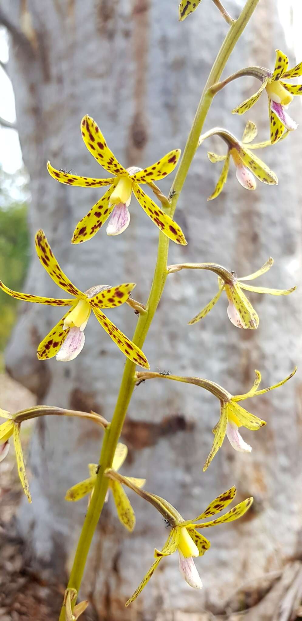 Image of Yellow hyacinth-orchid