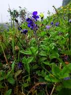 Image of largeflower speedwell