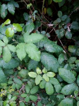 Image of Rubus ulmifolius var. ulmifolius