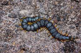 Image of Scolopendra laeta Haase 1887