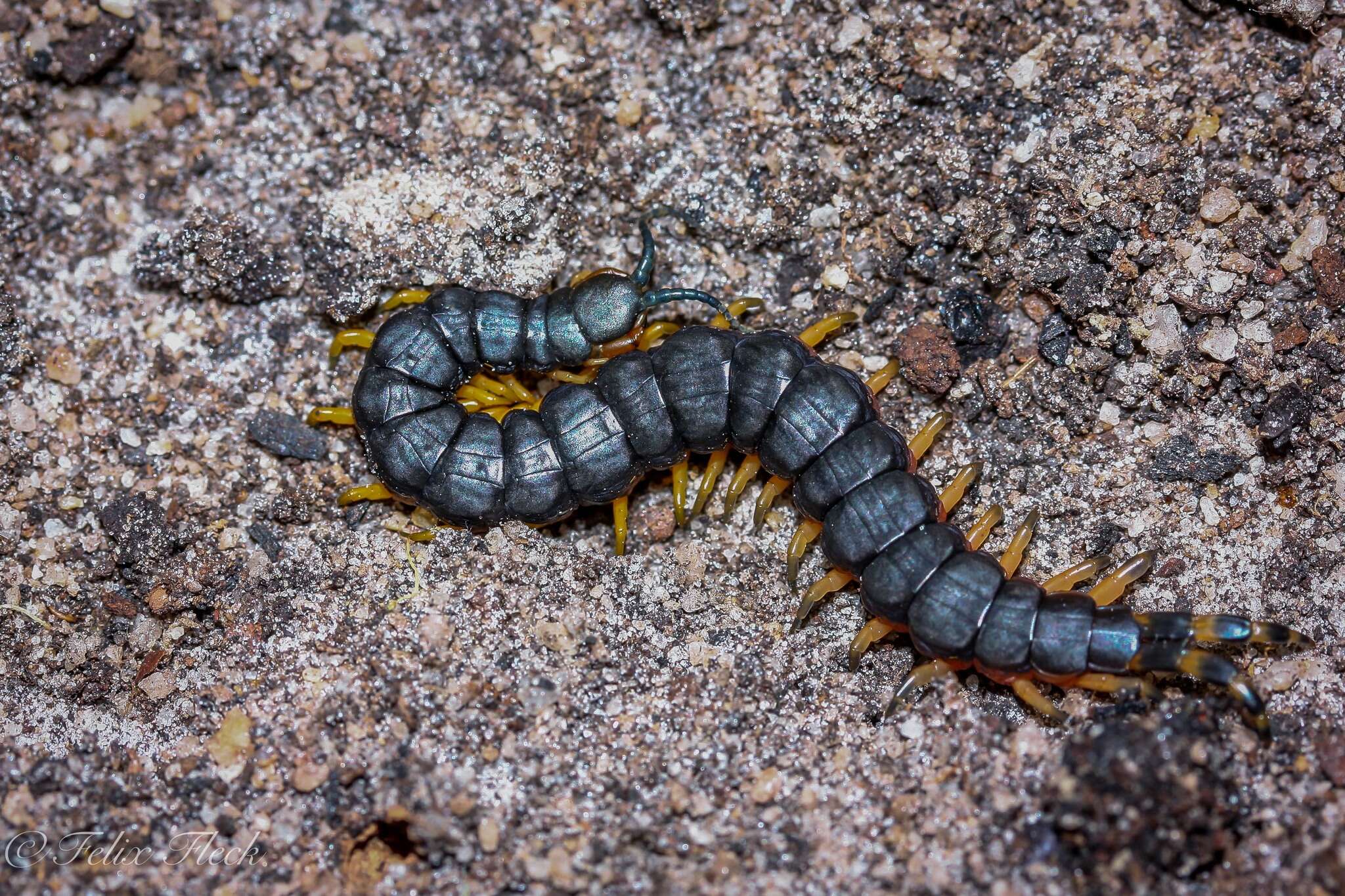 Imagem de Scolopendra laeta Haase 1887