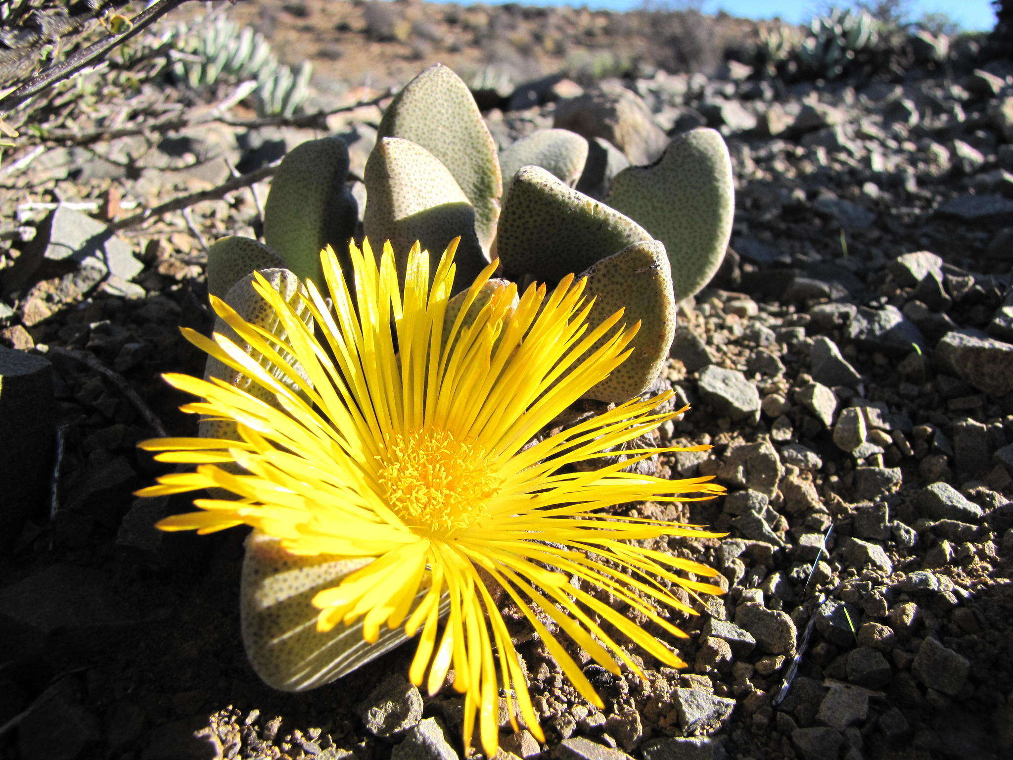 Image of living stone succulent