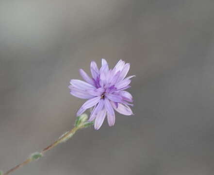 Plancia ëd Lessingia leptoclada A. Gray