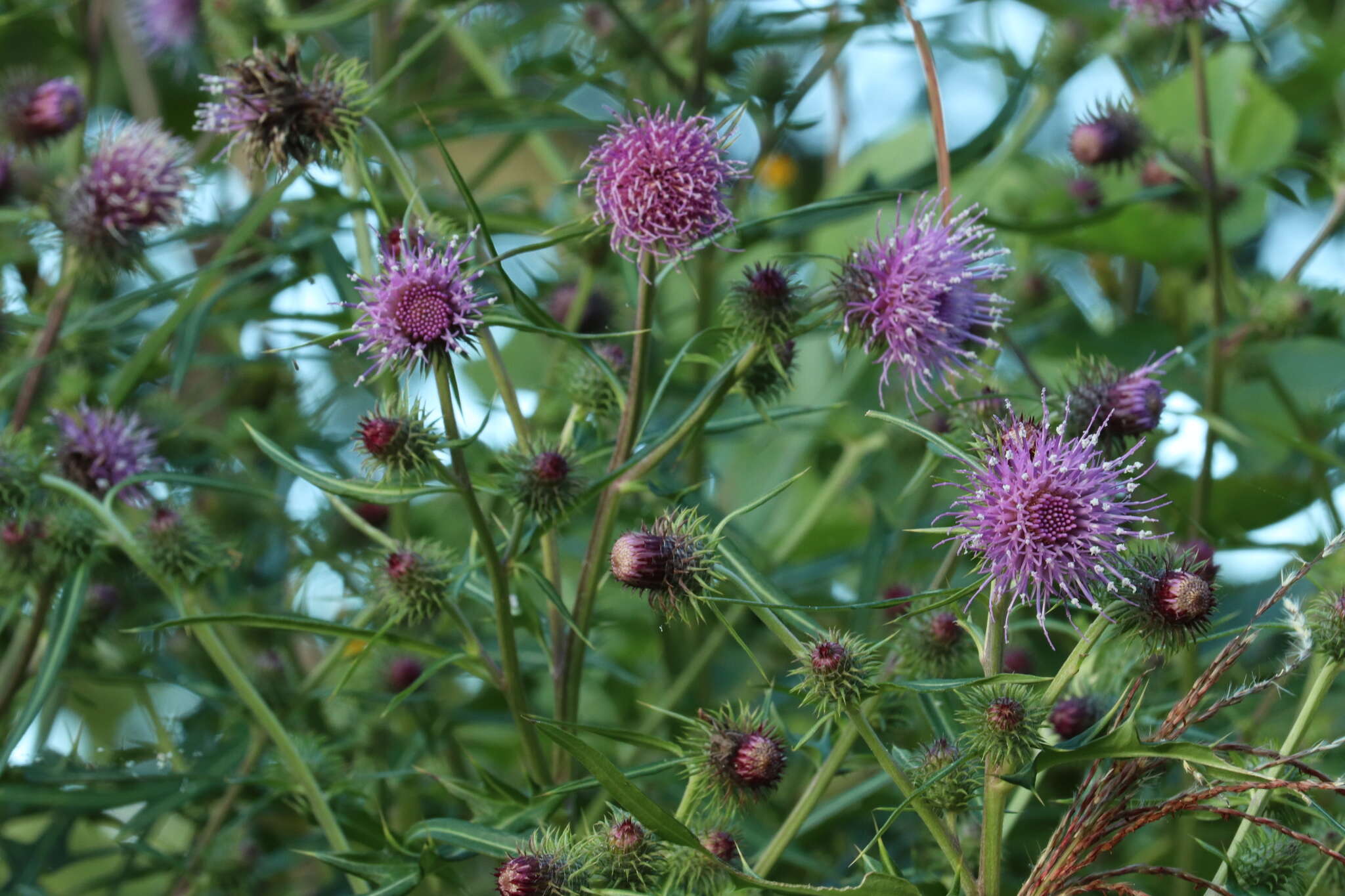 Imagem de Cirsium nipponicum var. incomptum (Maxim.) Y. Kadota