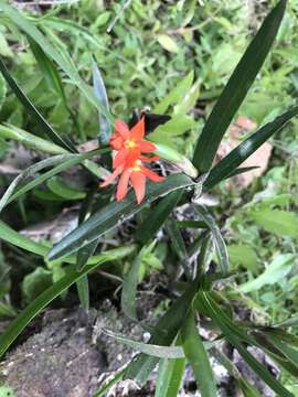 Image de Scaphyglottis imbricata (Lindl.) Dressler