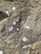 Image of mountain lichen