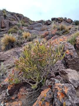 Image of Mulguraea asparagoides (Gillies & Hook.) N. O'Leary & P. Peralta