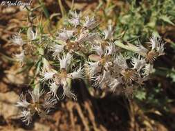 Image of Dianthus libanotis Labill.