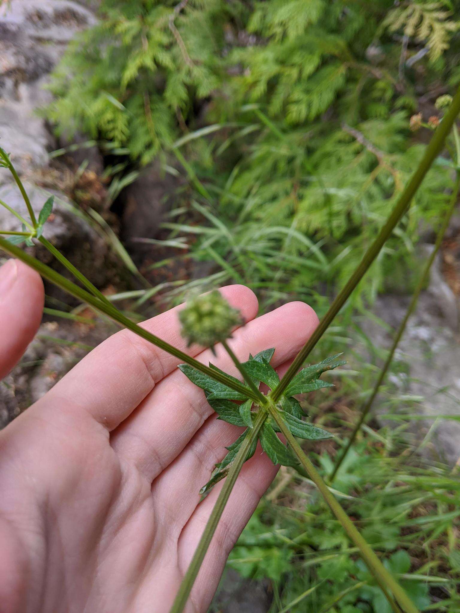 Image of Pacific blacksnakeroot