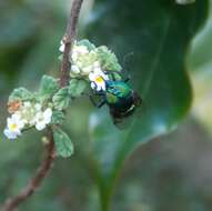 Image of jewel flies