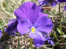 Viola oreades Bieb. resmi