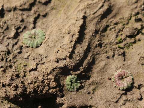 Image of Riccia frostii Austin