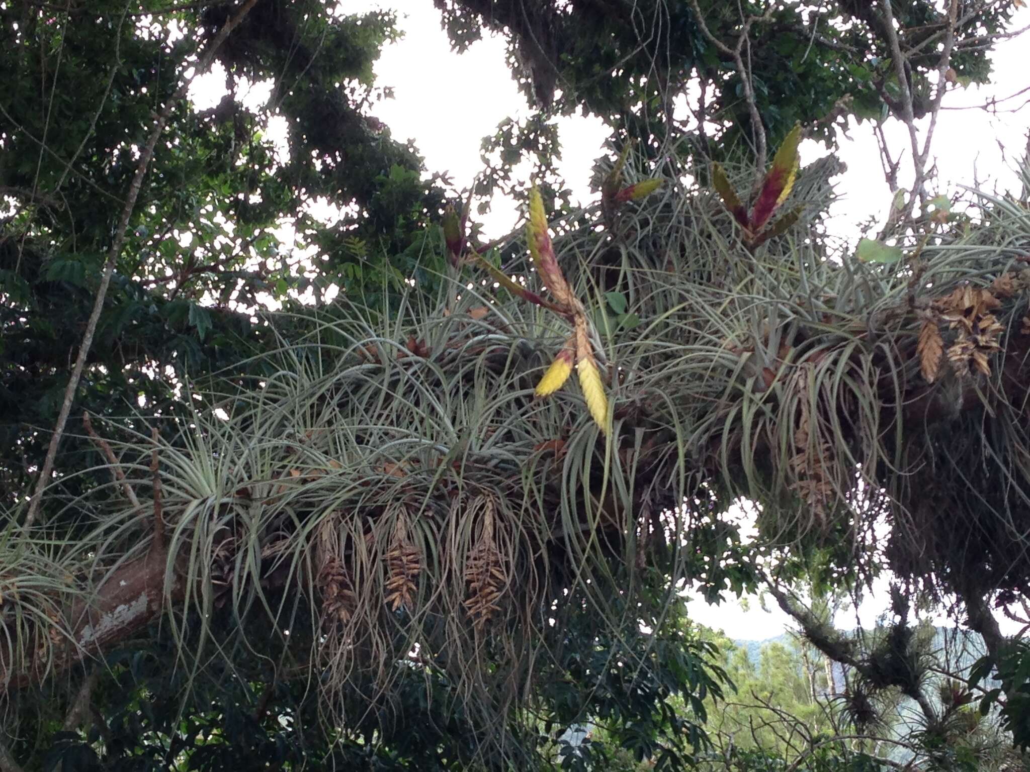 Image of Cardinal Air Plant