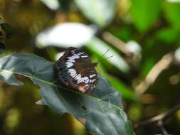 Image of Euthalia adonia Cramer 1782