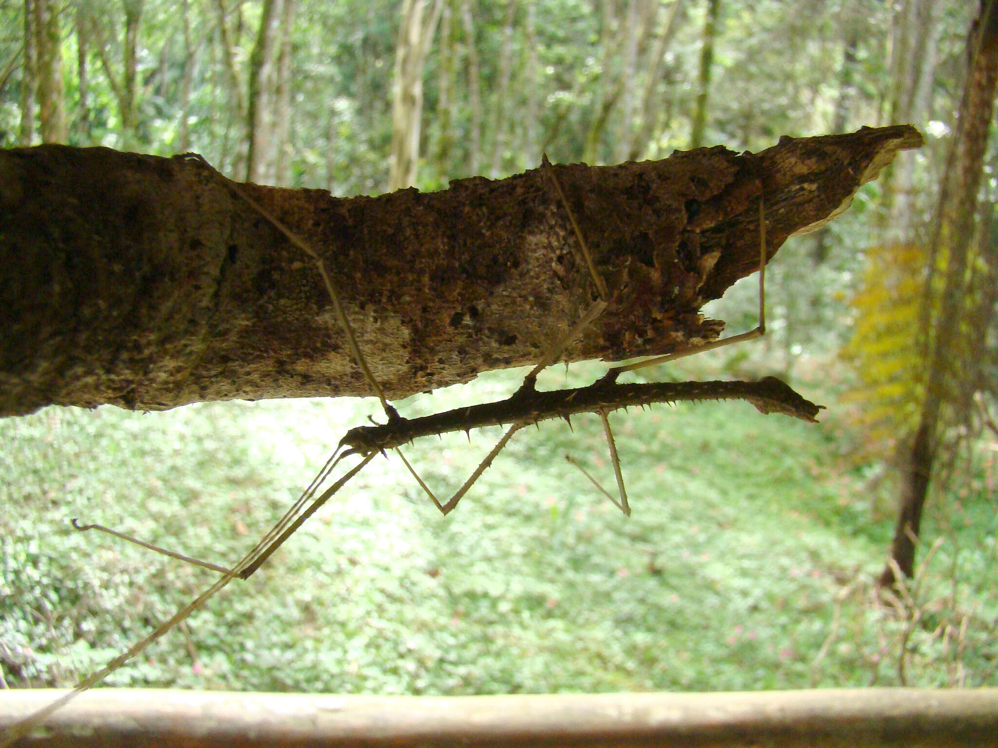 Image of Ceroys (Ceroys) cristatus Redtenbacher 1906