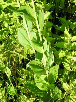 Image of Arnoglossum ovatum (Walter) H. Rob.