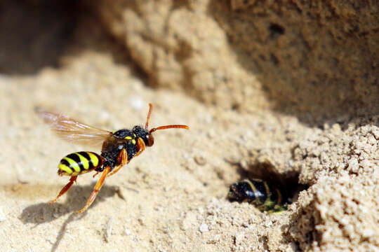 Image of Nomada fucata Panzer 1798