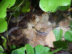 Image of Brown-headed or grey-naped snake