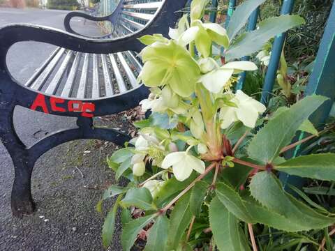 Image of Corsican hellebore