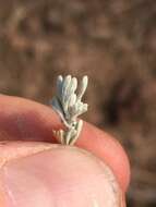 صورة Artemisia arbuscula subsp. longicaulis A. H. Winward & E. D. Mc Arthur