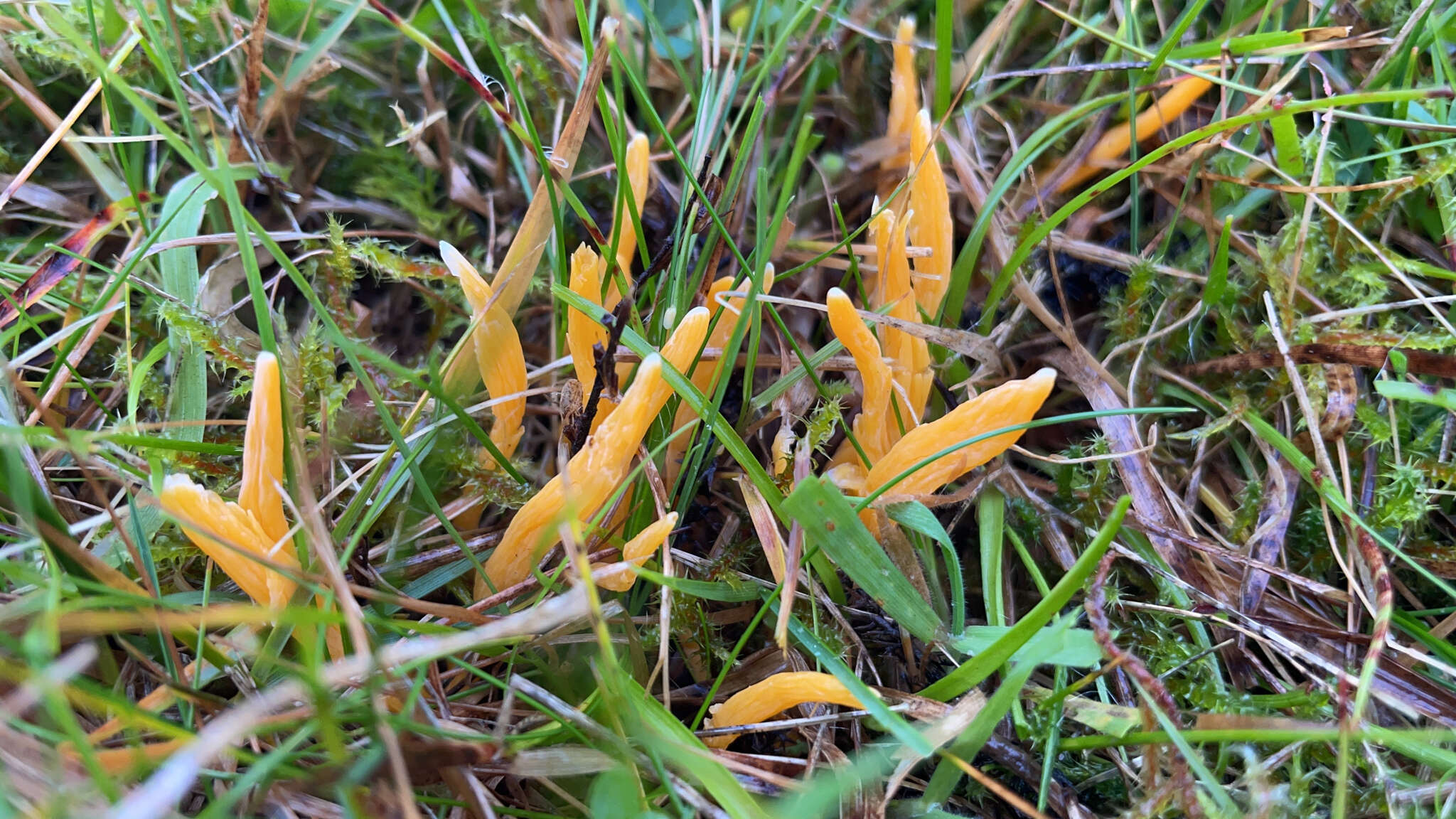 Image of Clavulinopsis luteoalba (Rea) Corner 1950